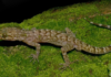 New Gecko Species Discovered Near Raimona National Park