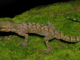 New Gecko Species Discovered Near Raimona National Park