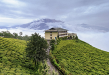 Sikkim’s Temi Tea Sets Record: Rs 27,000/kg for First Flush