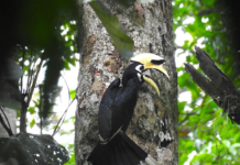 Rare Oriental Pied Hornbill Spotted in Arunachal After Prolonged Absence