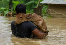 Assam Announces Livestock Compensation: Up to Rs 37,500 Per Animal for Flood Losses