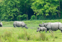 Kaziranga ESZ Row: Assam CM Says 10-Km Rule Stays Until New Zone Is Notified